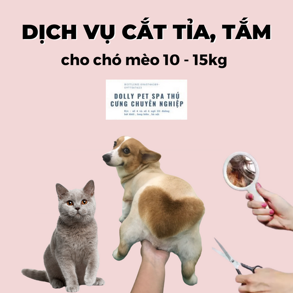 Voucher Cắt Tỉa Và Tắm Trọn Gói Cho Chó Mèo 10 Đến 15kg