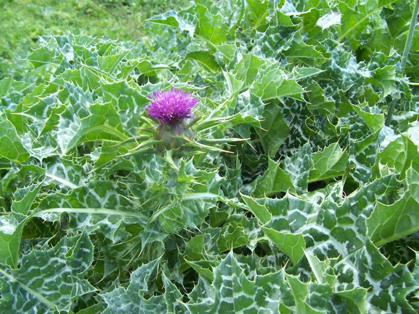 viên uống Milk Thistle Extract 1000mg chiết xuất từ c&acirc;y kế sữa giải độc gan_chiaki.vn