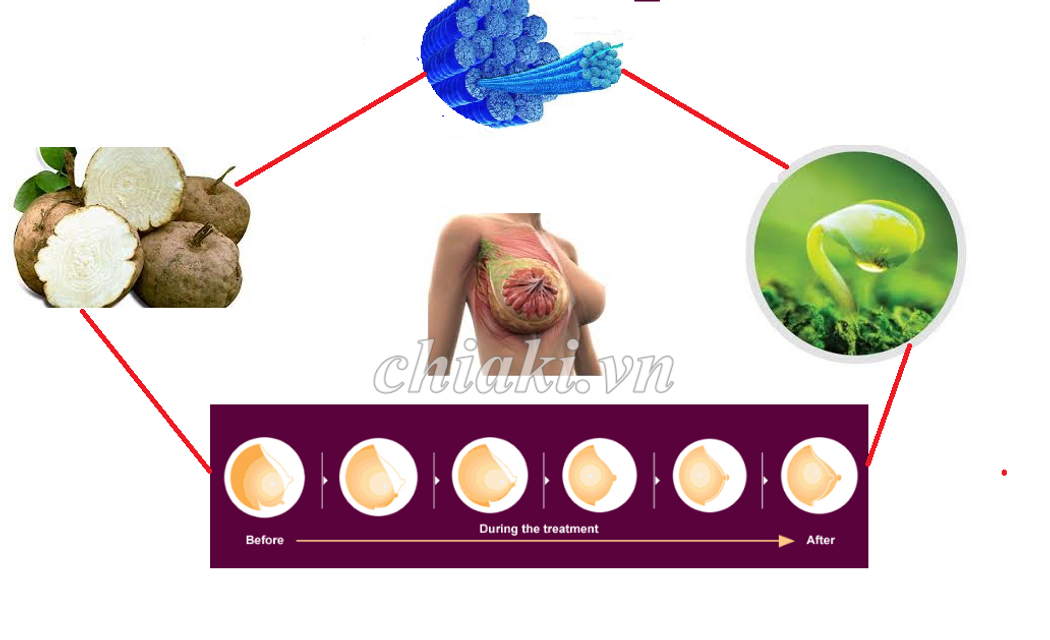 Th&agrave;nh phần thuốc nở ngựcTh&aacute;i Lan Pueraria Mirifica
