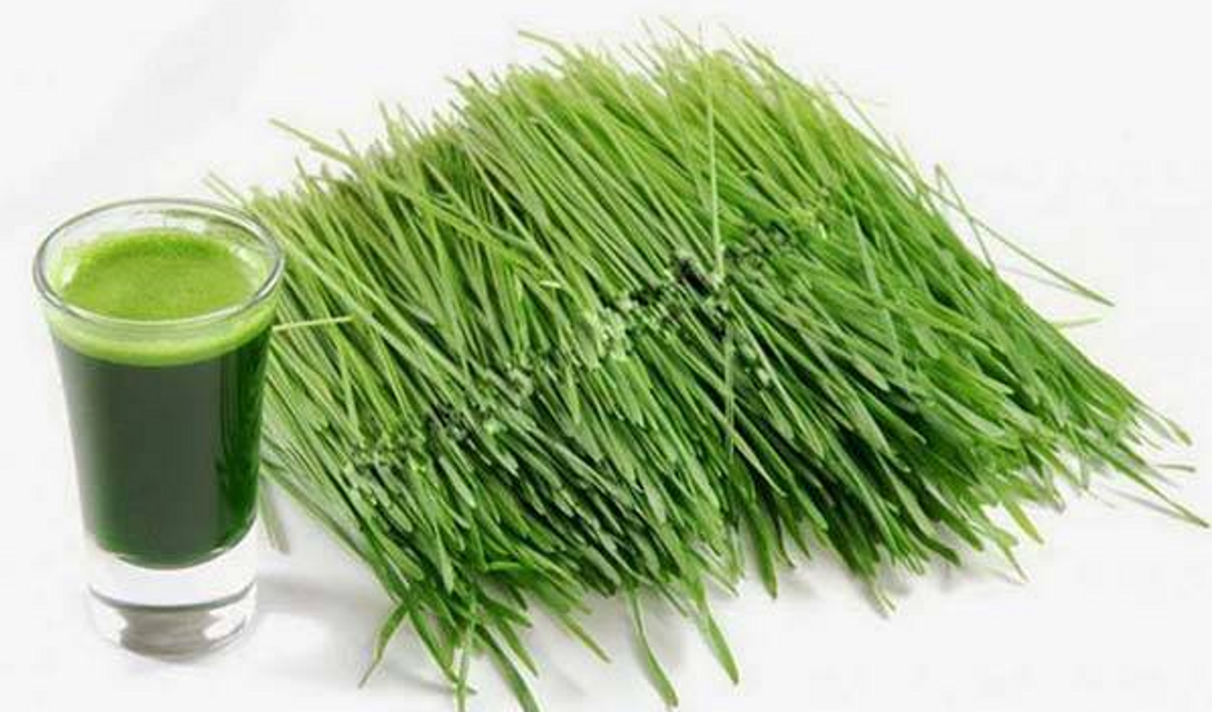 Bột mầm l&uacute;a mạch OSK 100% của Nhật 2
