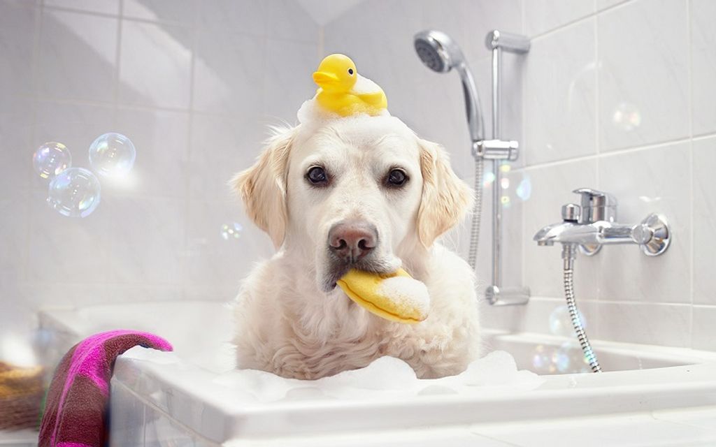 Voucher dịch vụ tắm cắt cho ch&oacute; 21 đến 30kg 1