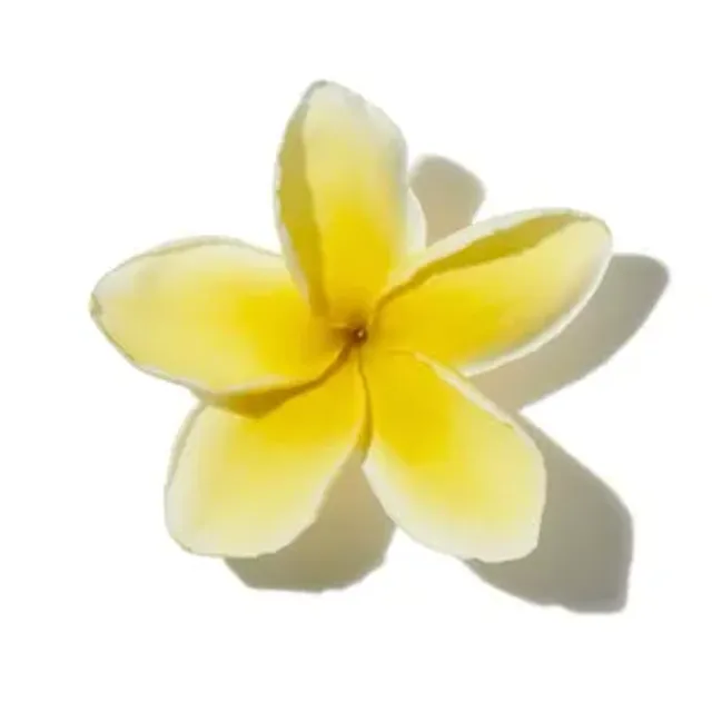 Hoa Sứ (Frangipani)