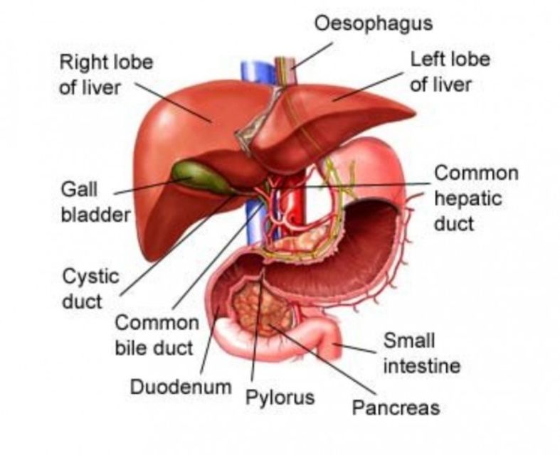 Viên Uống Bổ Gan, Giải Độc Gan  Liver Detox 120Viên, Úc 4