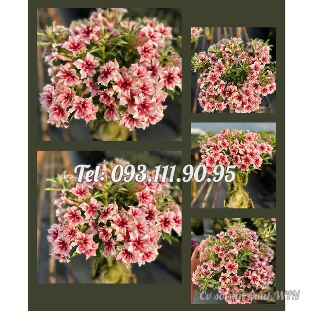 image product content 1