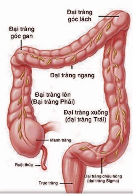 Lifiber Unicity d&ugrave;ng chung