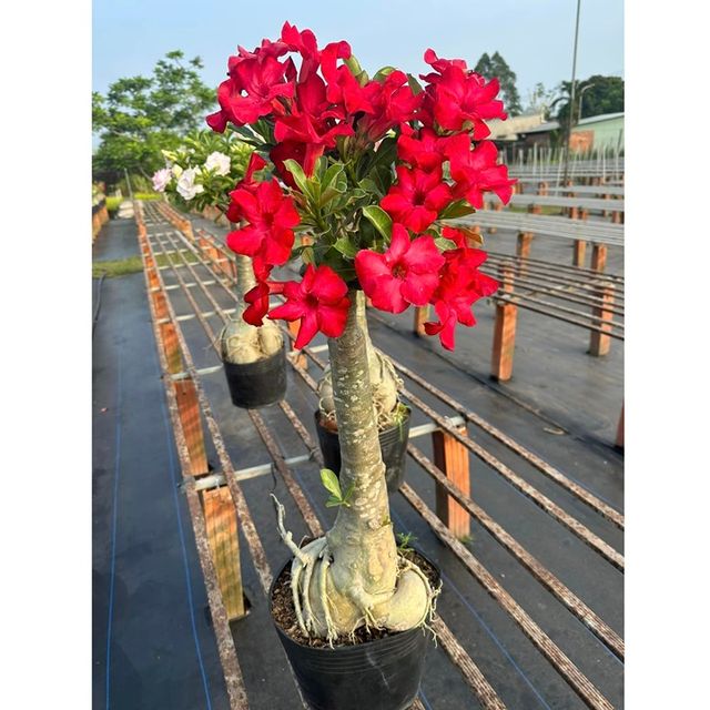 Hạt giống hoa sứ đỏ Taiwan nhiều hoa