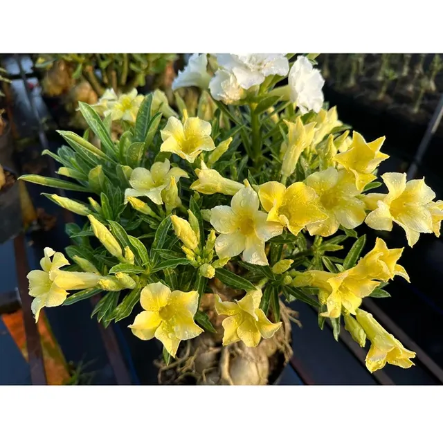 Hoa sứ 5 c&aacute;nh tr&ograve;n trong khu vườn