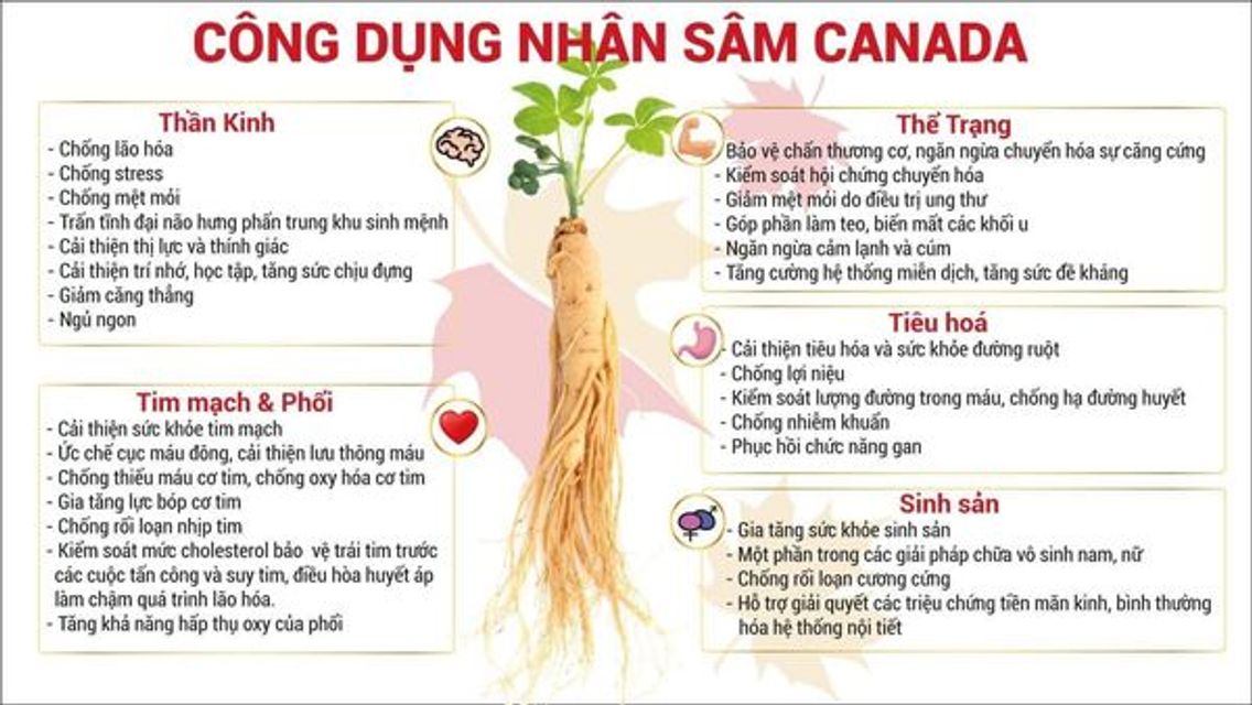 CND Ginseng Red Nhân Sâm Hòa Tan Bổ Thận, Tráng Dương, Giảm Mệt Mỏi 3