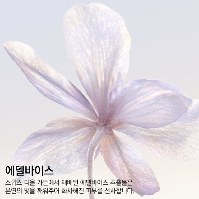 Phấn Nước Dior Diorsnow UV Shield Cushion Tone C10