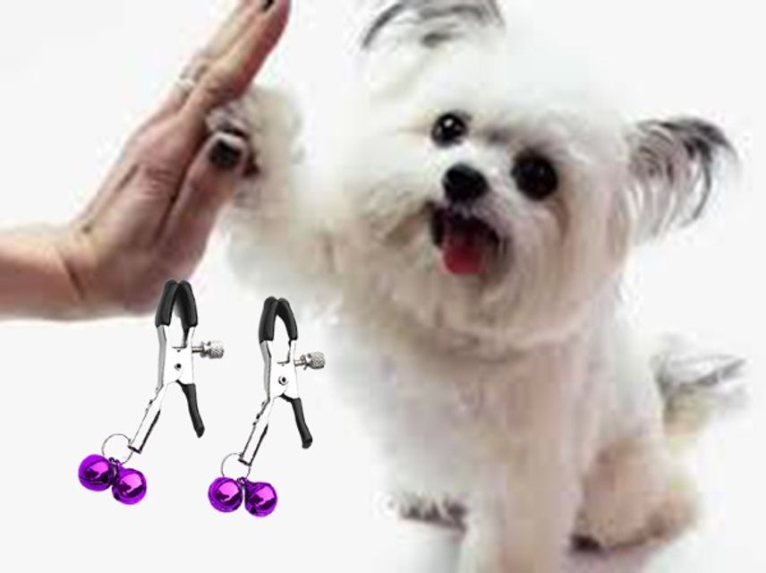 Kẹp lục lạc th&uacute; cưng cho từng loại th&uacute;