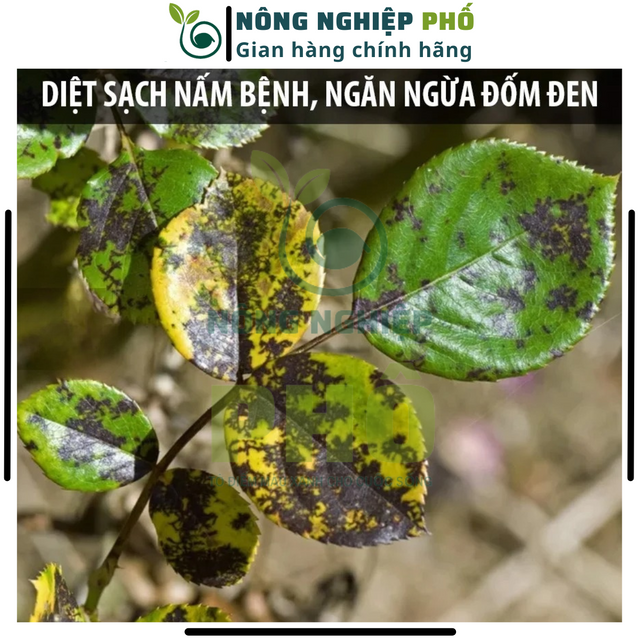 image product content 5