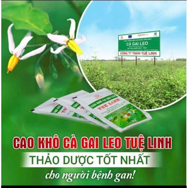 Cao Kh&ocirc; C&agrave; Gai Leo Tuệ Linh 2