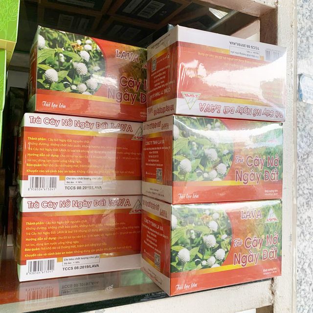 Tr&agrave; Nở Ng&agrave;y Đất Lava
