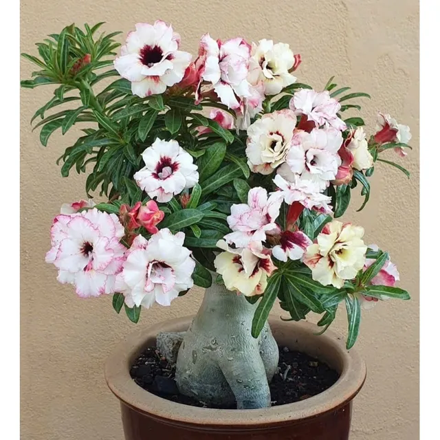 image product content 1