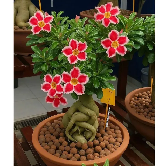 image product content 1