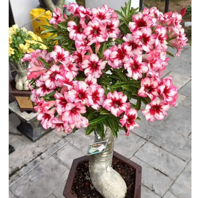 image product content 1