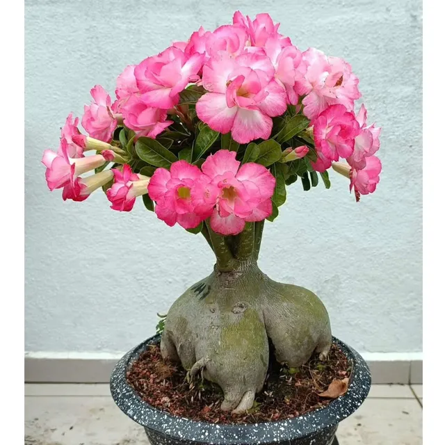 image product content 1