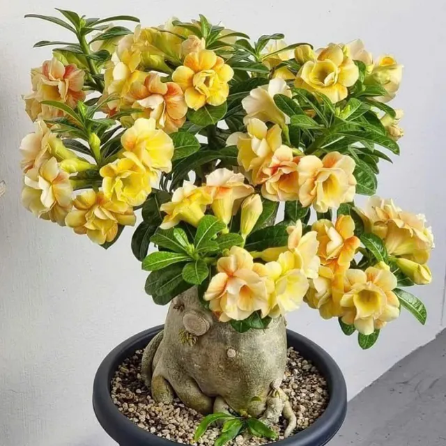image product content 1