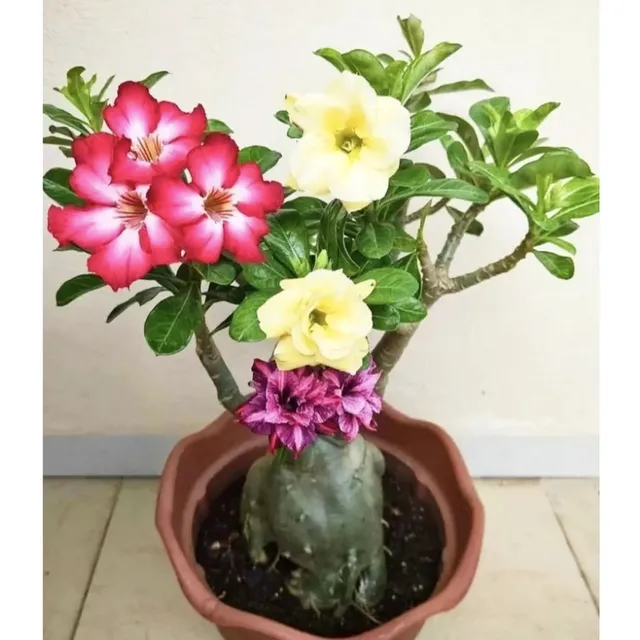 image product content 1