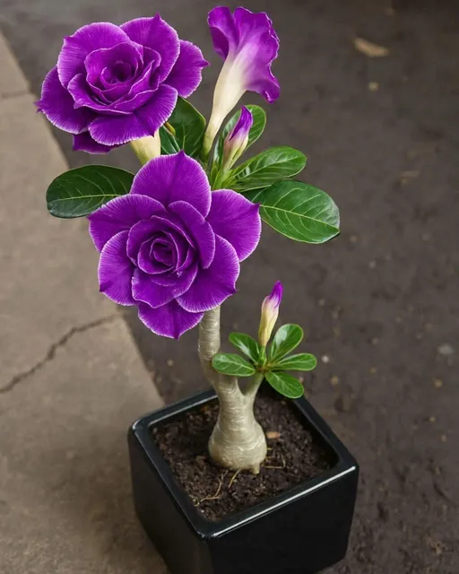 image product content 1