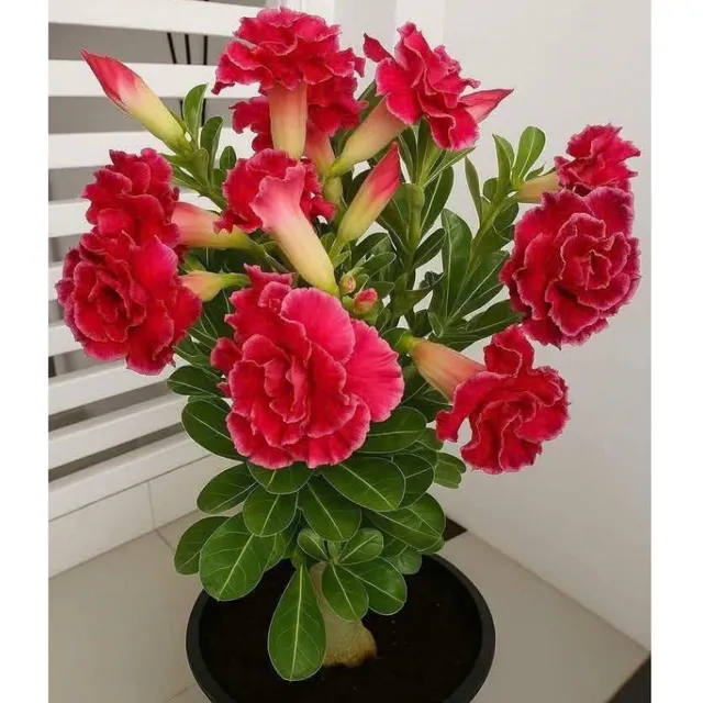 image product content 1