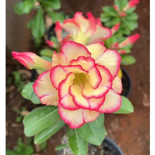 image product content 1