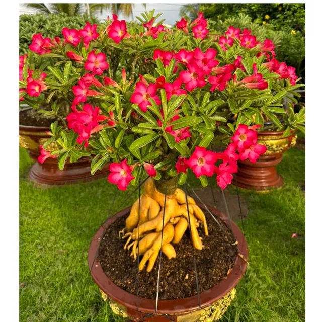 image product content 2