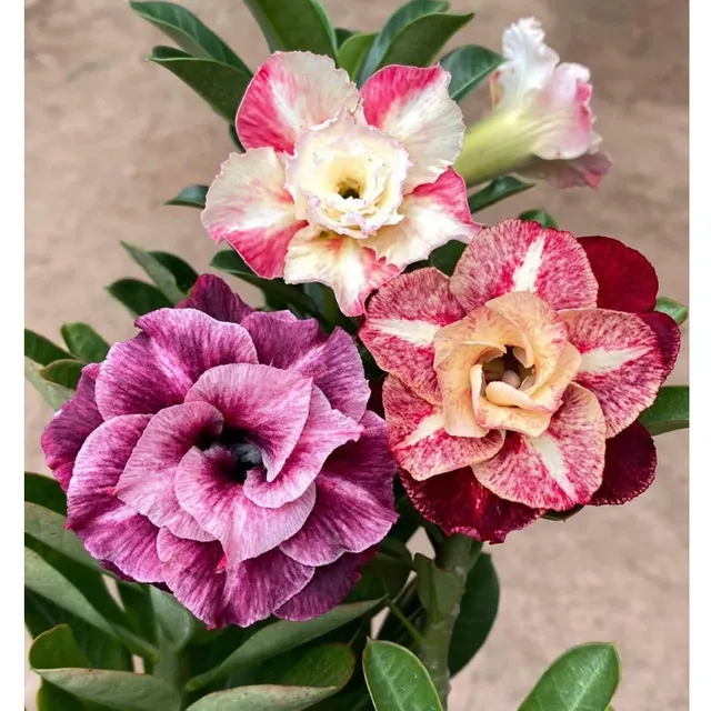 image product content 1