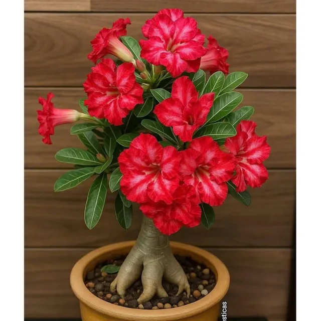 image product content 1