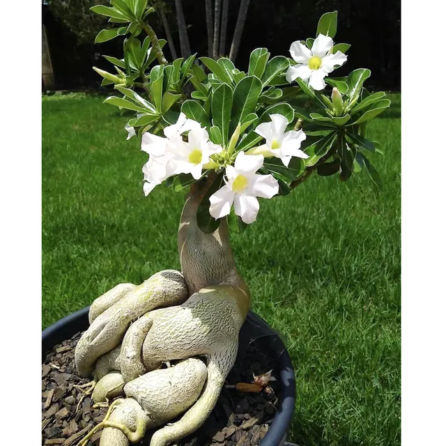 image product content 1