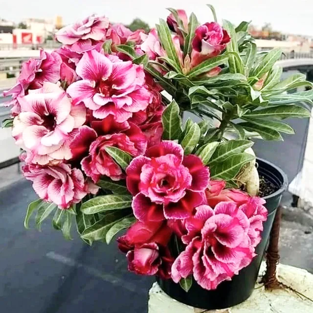 image product content 1
