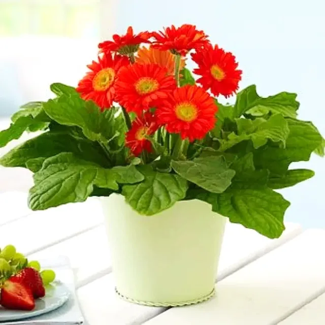 image product content 7