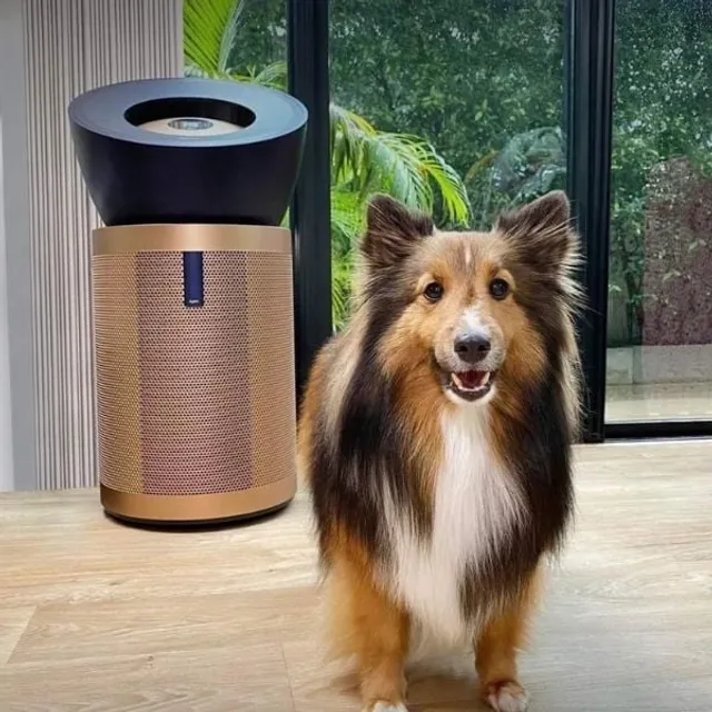 M&aacute;y lọc kh&ocirc;ng kh&iacute; Formaldehyde Big+Quiet Dyson đ&aacute;nh dấu bước đầu ti&ecirc;n của h&atilde;ng trong thị trường m&aacute;y lọc kh&ocirc;ng kh&iacute; cỡ lớn.