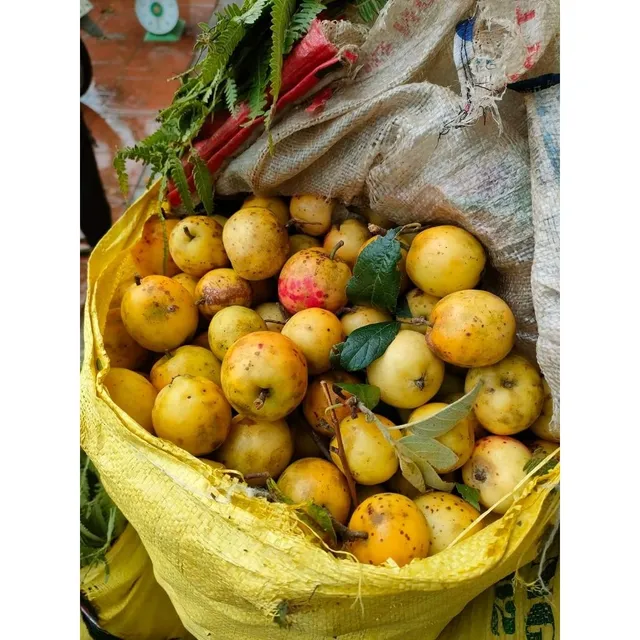 Trà táo mèo rừng Yên Bái