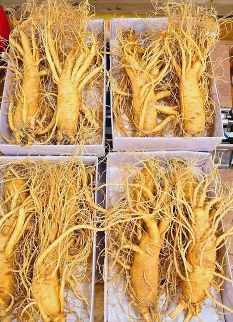 S&acirc;m tươi ng&acirc;m mật ong