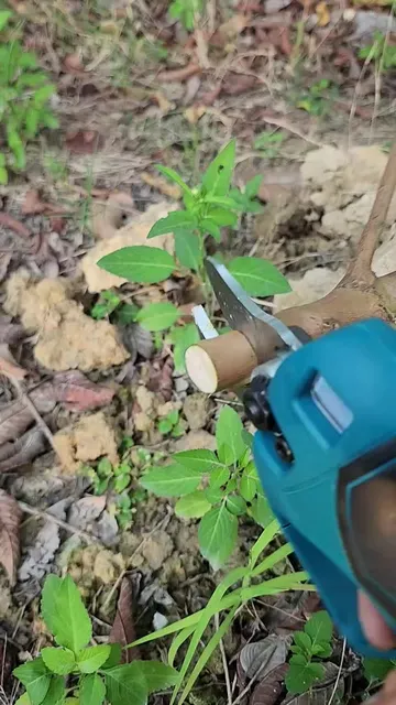 M&aacute;y Cắt Tỉa C&agrave;nh C&acirc;y Động Cơ