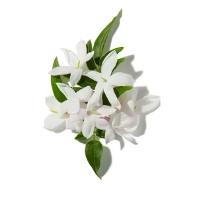 Hoa Nhài (Jasmine)