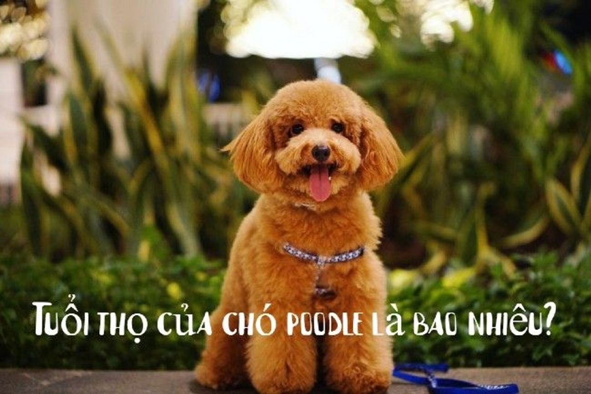 Poodle là một giống chó thông minh, dễ thương và rất thân thiện với con người. Hãy đến với chúng tôi để chiêm ngưỡng những hình ảnh đáng yêu và lông bồng của những chú chó Poodle nhé.