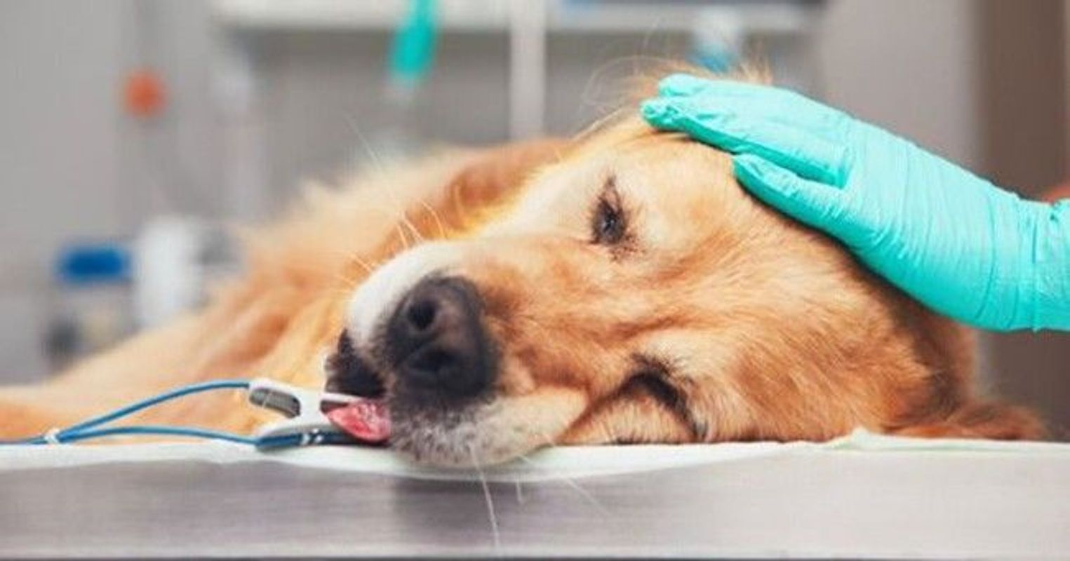 Cần làm gì khi cún bị chảy máu cam?