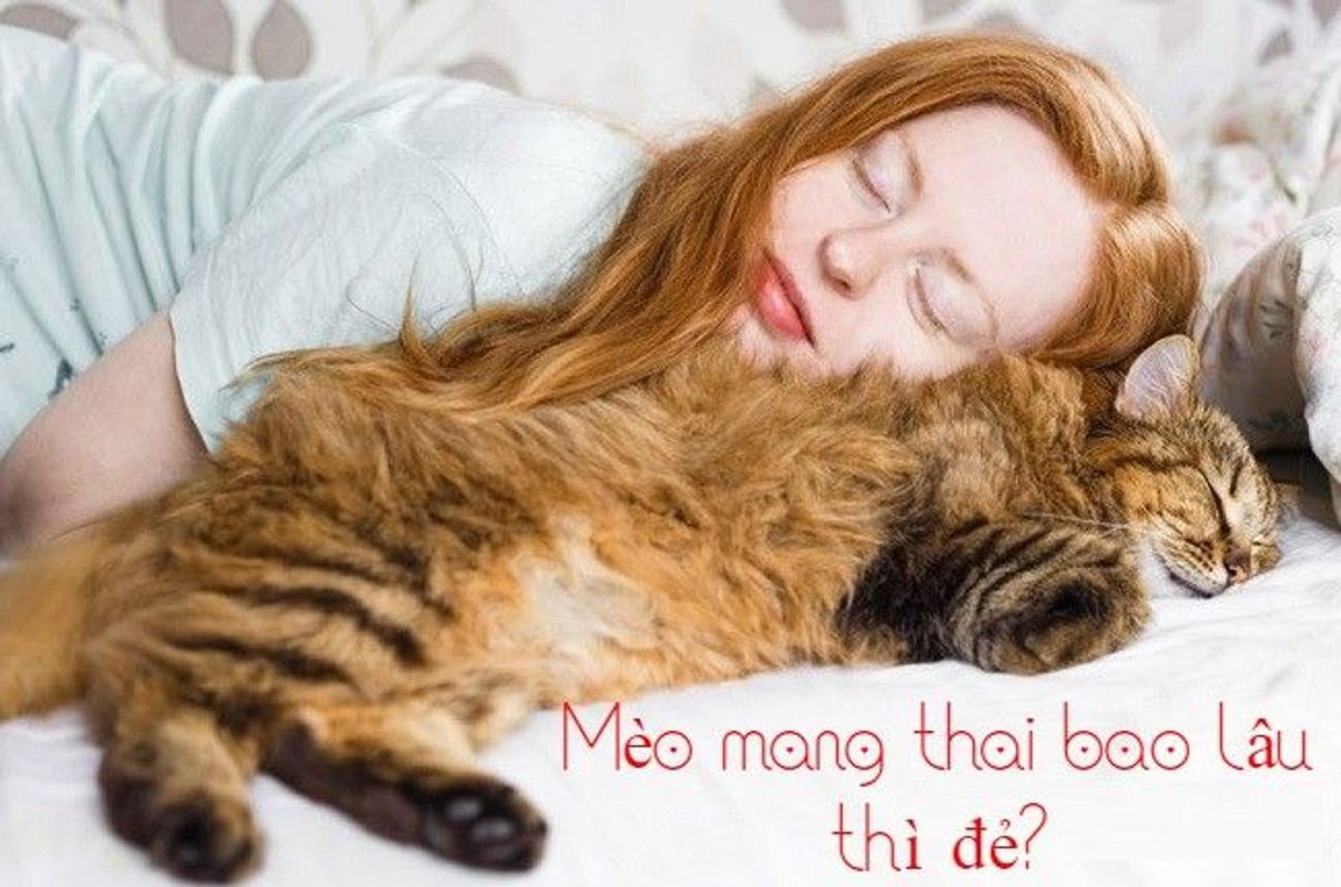 Mèo Mang Thai Bao Lâu Thì Đẻ? Dấu Hiệu Nhận Biết Chính Xác 99%