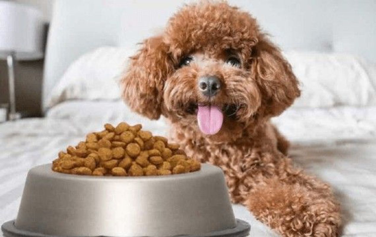 Tự làm thức ăn hạt cho chó, tại sao không?