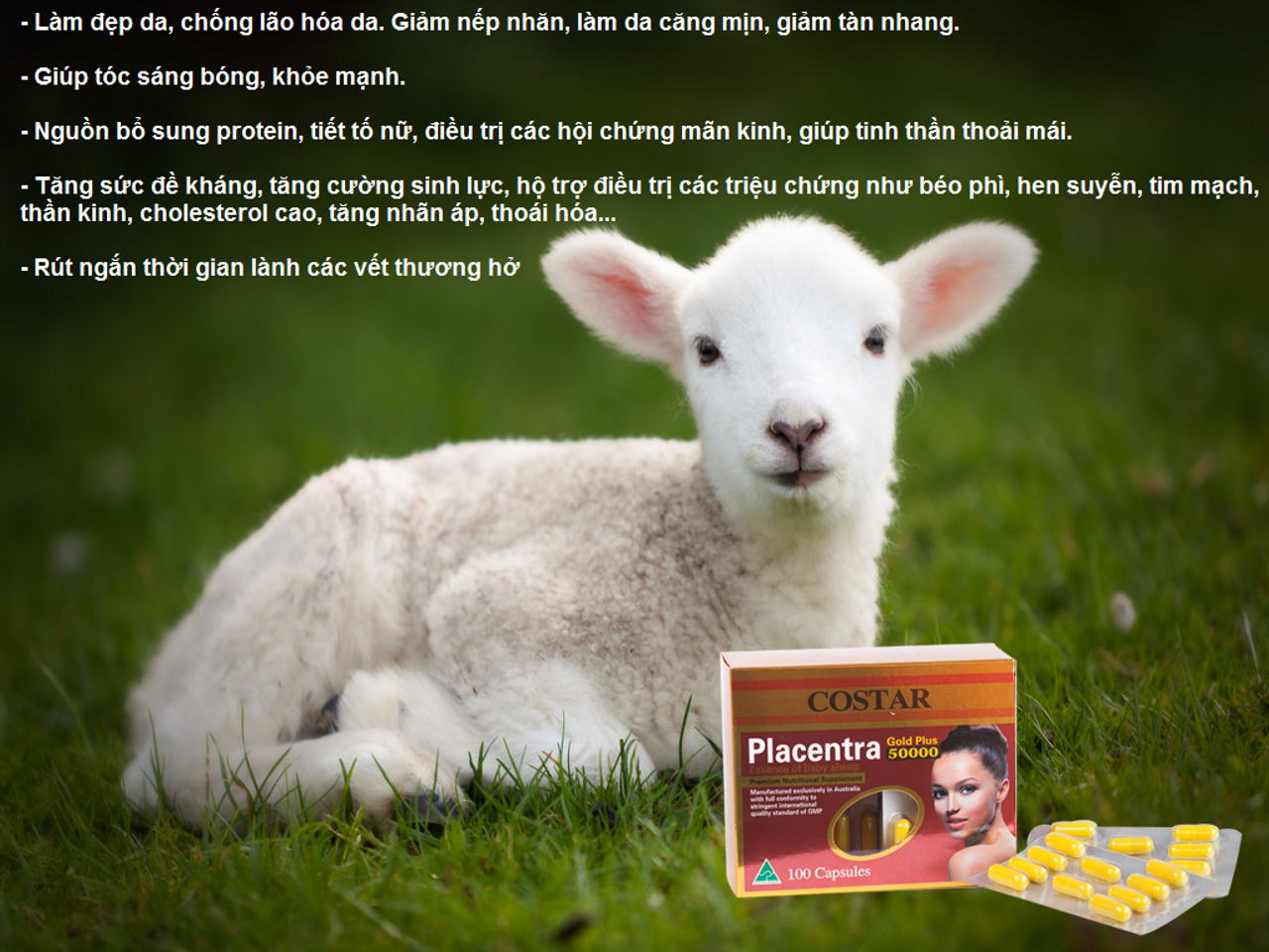 Nhau thai cừu có nhiều tác dụng tốt cho sức khỏe và làm đẹp hiệu quả