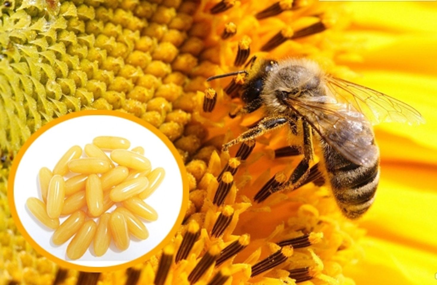sữa ong chúa Costar giúp bổ sung các chất thiết yếu cho cơ thể