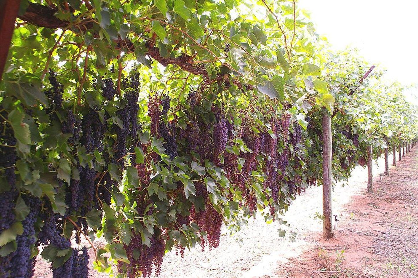 Nho dùng để sản xuất nho khô thường là các giống Raisins, Sultanas hay Currants. Các giống này quả nhỏ, ngọt, màu đỏ hoặc đen