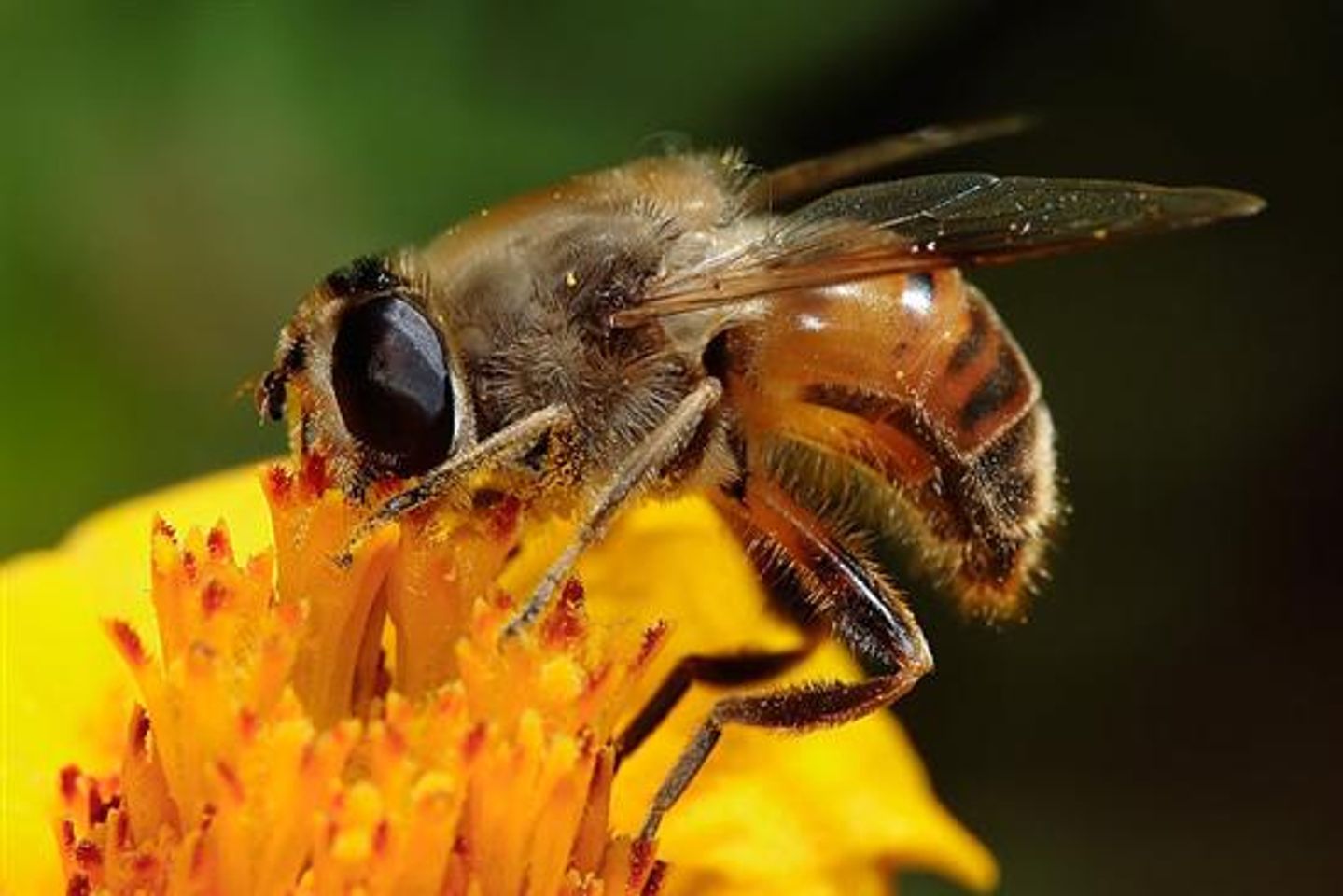 Chiết xuất từ 80% keo ong xanh cô đặc từ Tây Nam Brazil