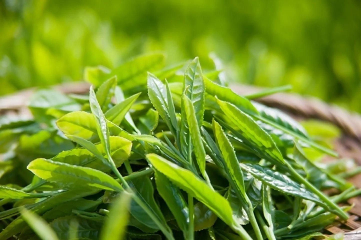 Chiết xuất trà xanh an toàn, hỗ trợ điều trị mụn hiệu quả