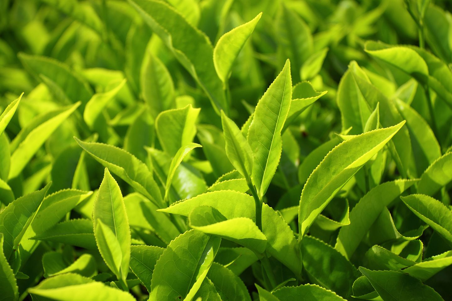 Gel rửa mặt trị mụn Dr. C.Tuna Tea Tree Face Wash - Farmasi có chiết xuất từ tinh dầu cây trà Úc nên an toàn cho sức khỏe làn da khi sử dụng