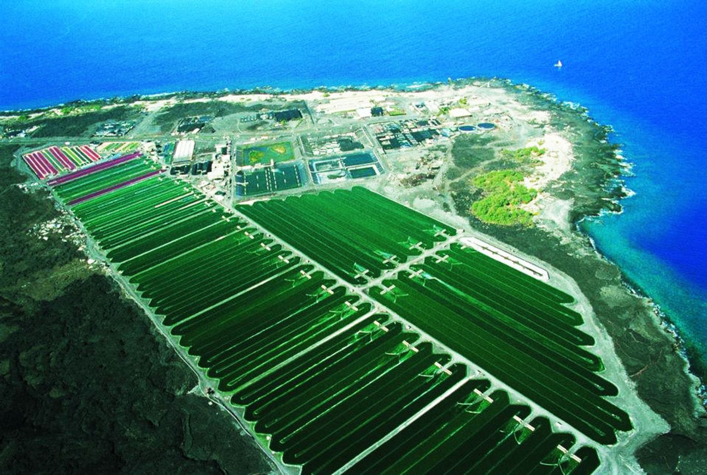 Nơi nuôi trồng tảo xanh Spirulina tại Nhật Bản