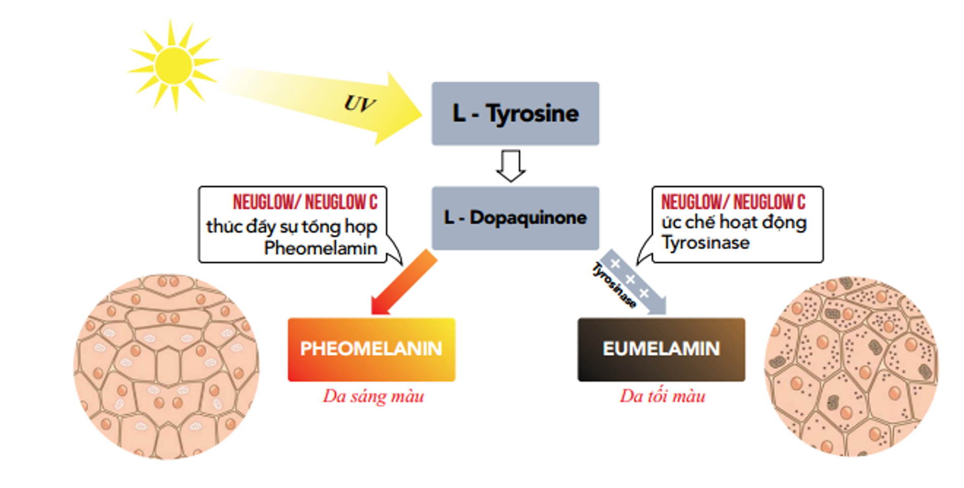 Cơ chế làm trắng da của Glutathione có trong viên uống Neuglow