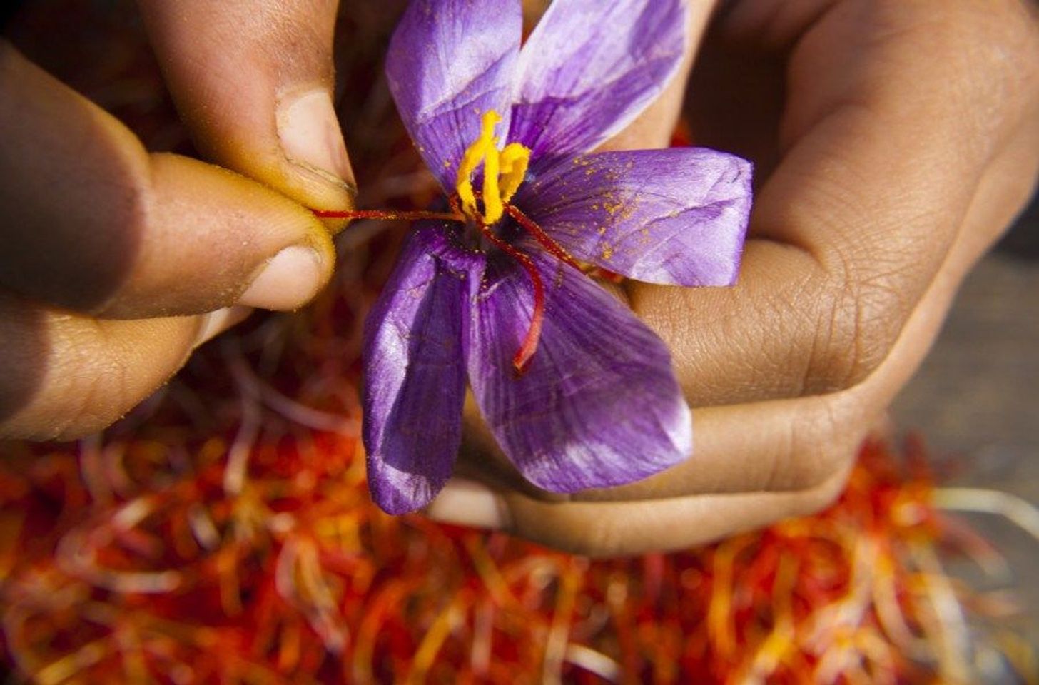 Nhụy hoa nghệ tây Saffron 
